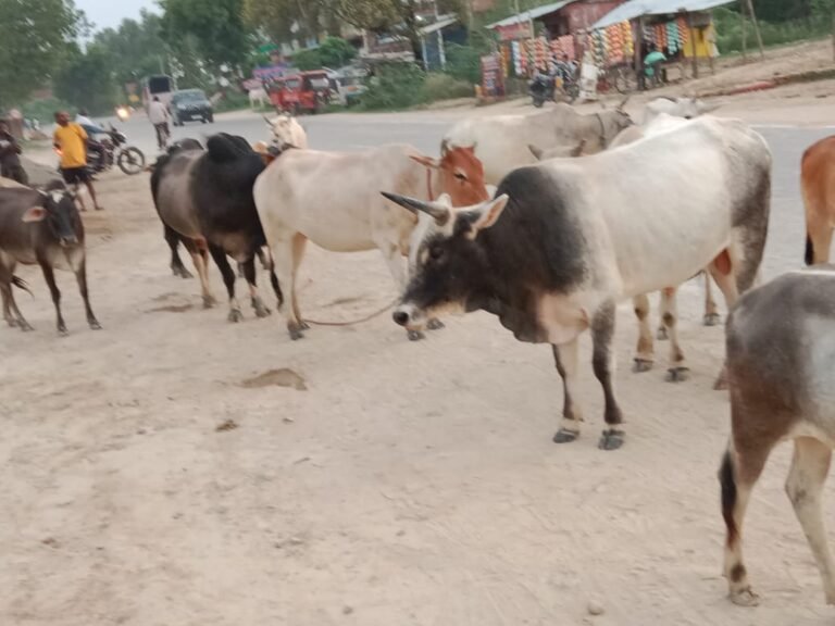 हाइवे पर मवेशियों के झुंड , दुर्घटनाओं की आशंका