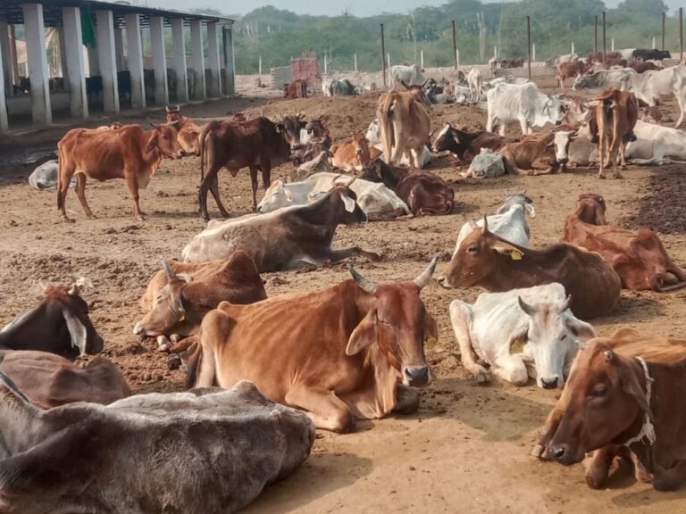 खुले आसमान के नीचे गंदगी के बीच  रहने को मजबूर बेजुबान