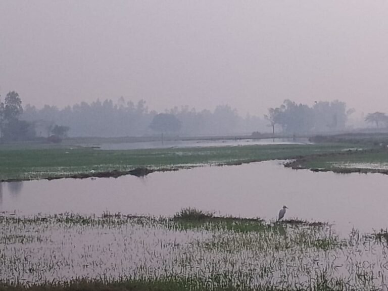 ओनई माइनर कटी , तीन सौ बीघा फसल जलमग्न