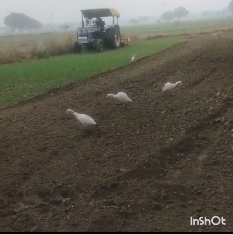 राजस्व टीम ने जमीन कराई कब्जा मुक्त