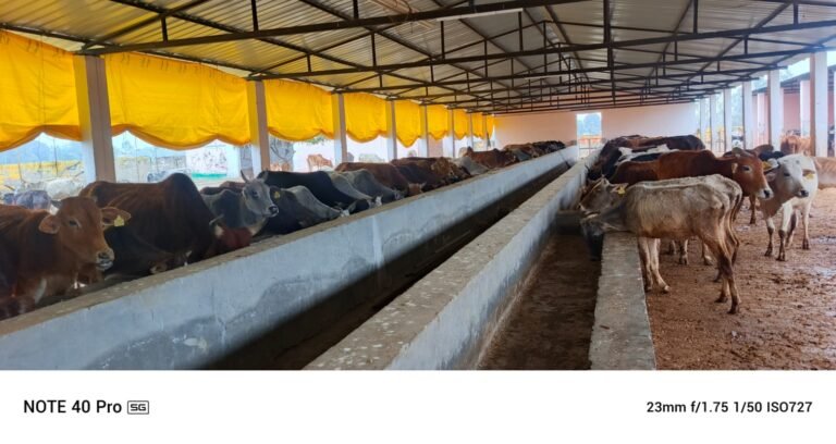 कान्हा गौशाला में उजागर हुआ चारा घोटाला