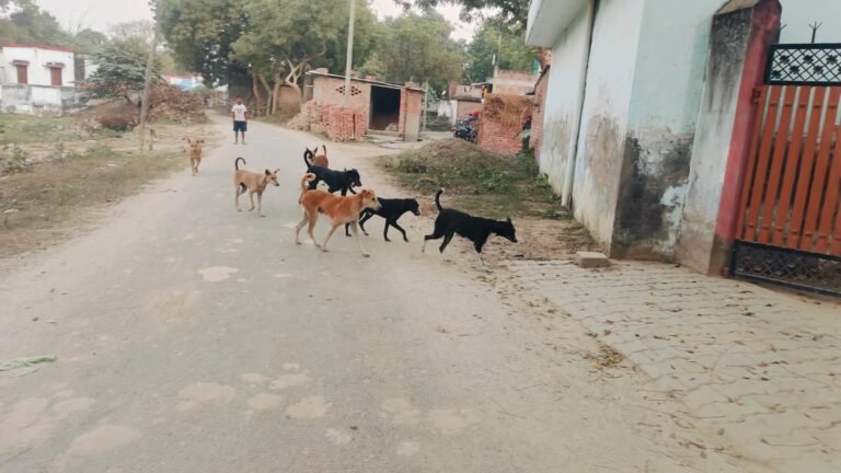 कस्बा से लेकर गांव तक आवारा कुत्तों का खौफ, दहशत में लोग