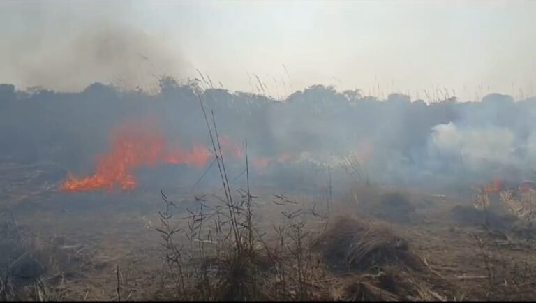 अचानक लगी आग, 50 बीघे खरपतवार जला