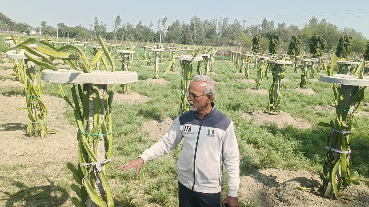 ड्रैगन फ्रूट और स्काॅटलैंड का काले आलू बढ़ा रहा स्वाद और सेहत