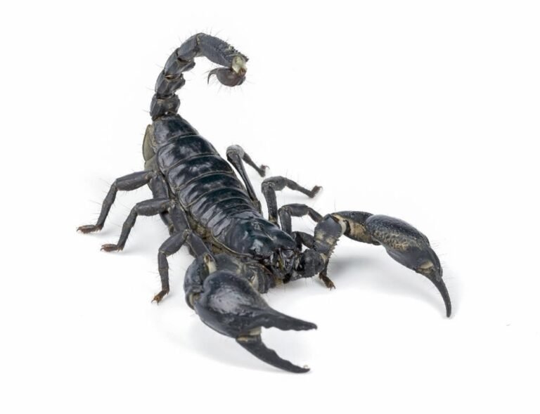 scorpion-arachnid