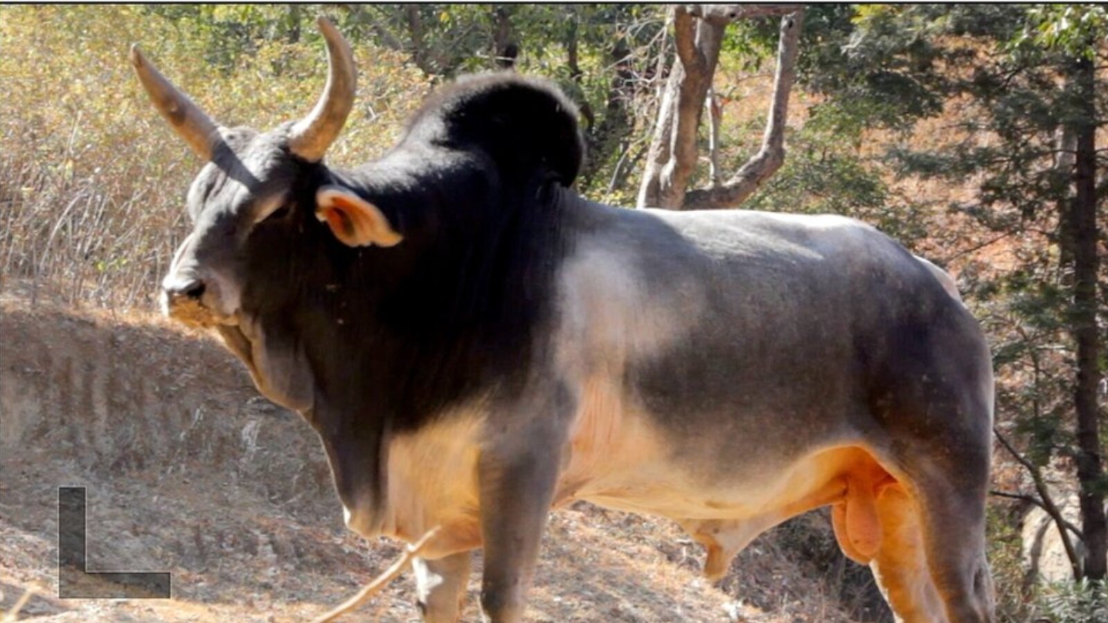 251 1740478037333 बेकाबू सांड ने दो को उतारा मौत के घाट, 16 घायल