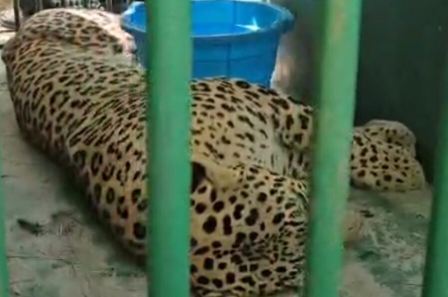 IMG 20251014 143024 फंसे तेंदुए को ट्रेंकुलाइज कर पिंजरे में किया कैद, लोगों ने ली राहत