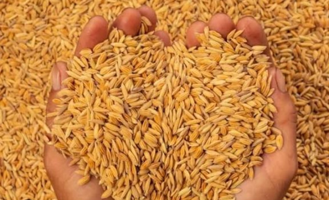 Screenshot 20251025 063223 तहसील सात क्रय केंद्रों में एक नवंबर से शुरू होगी धान की खरीद