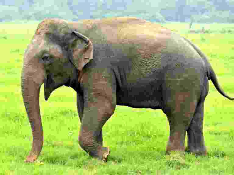 compressed image2025 10 15 22 34 50.935188 गजराज का तांडव तोडी दीवार तबाह की फसल