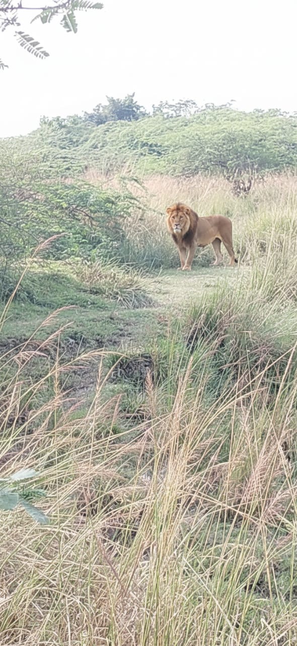 IMG 20251101 WA0348 एआई से बब्बर शेर बनाने वाले युवक पर होगी कार्रवाई