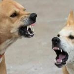 जगतपुर में बढ़ा आवारा कुत्तों का आतंक, नवंबर में 40 और सालभर में 1670 लोग बने शिकार