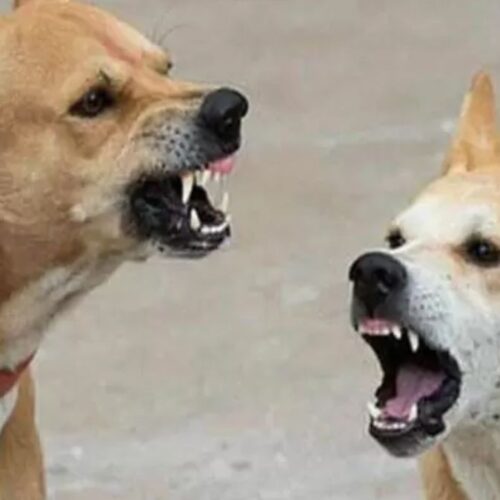 IMG 20251115 WA0310 जगतपुर में बढ़ा आवारा कुत्तों का आतंक, नवंबर में 40 और सालभर में 1670 लोग बने शिकार