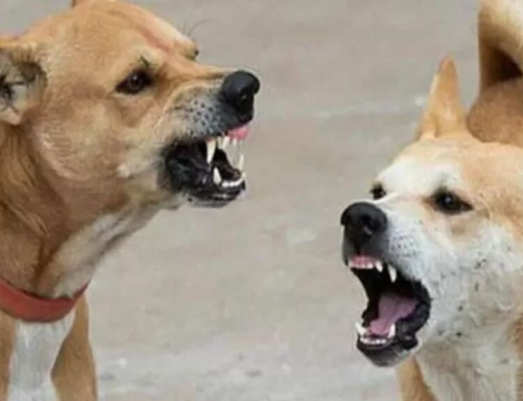 IMG 20251115 WA0310 जगतपुर में बढ़ा आवारा कुत्तों का आतंक, नवंबर में 40 और सालभर में 1670 लोग बने शिकार