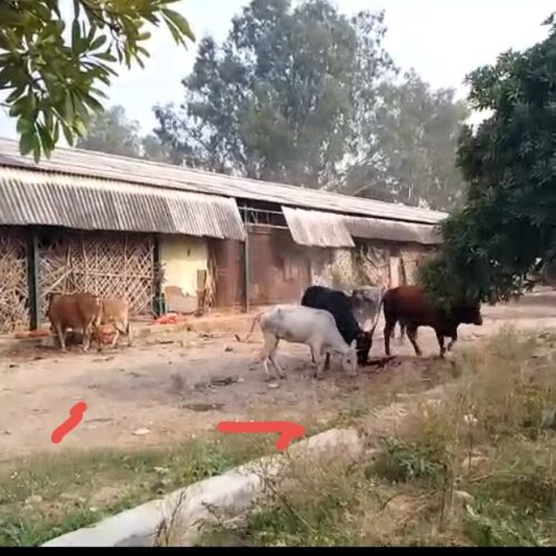 Screenshot 20251111 224434 काले सांड का आतंक, लोगों में दहशत