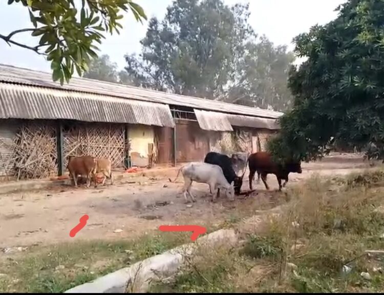 Screenshot 20251111 224434 काले सांड का आतंक, लोगों में दहशत