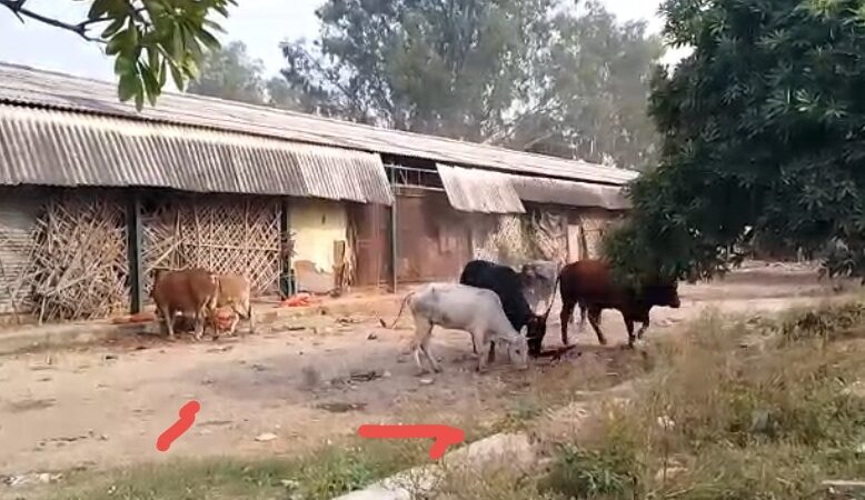 काले सांड का आतंक, लोगों में दहशत