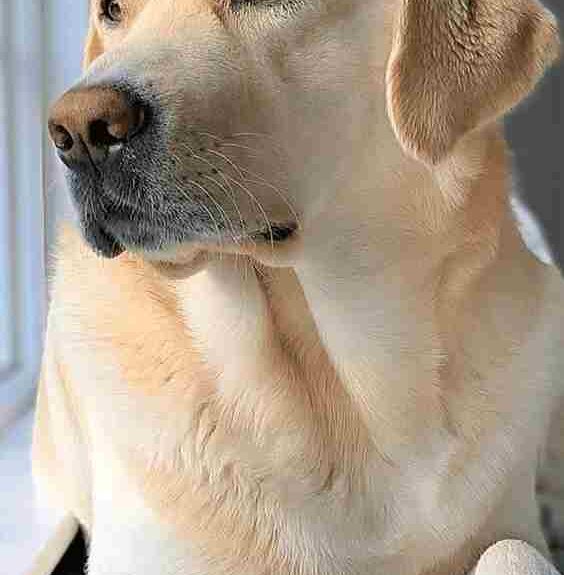 compressed image2025 11 19 13 31 26.404939 दरवाजे खेल रही बच्ची पर कुत्ते ने किया हमला, मासूम की हालत देख घरवालों का बुराहाल