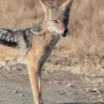 jackals 1725586273 सियार के हमले में घायल बच्चे की उपचार के दौरान मौत