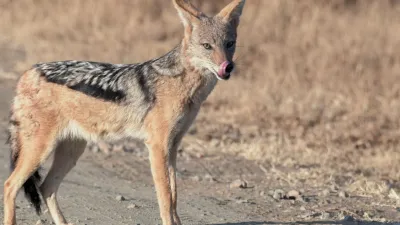 jackals 1725586273 सियार के हमले में घायल बच्चे की उपचार के दौरान मौत