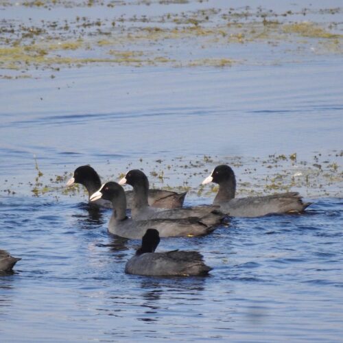 IMG 20251201 WA0114 समसपुर पक्षी विहार की झील में आए सैकड़ों विदेशी परिंदे, सर्द हवाओं संग गूंज रहा कलरव