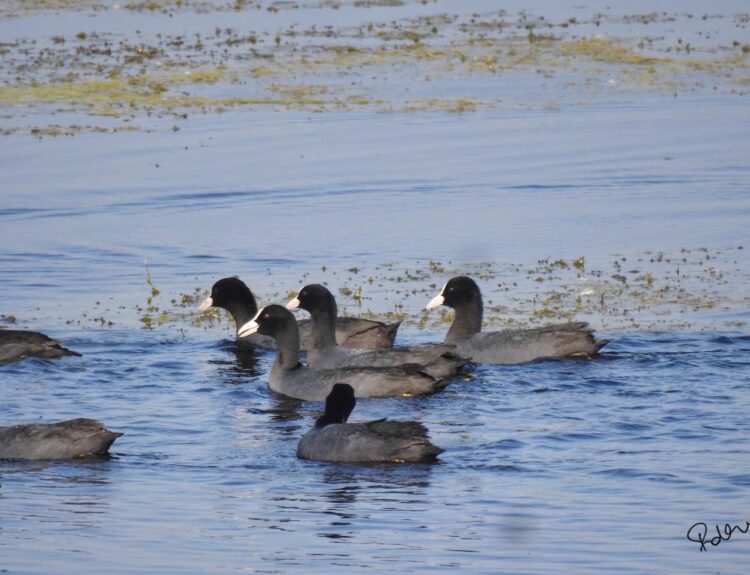 IMG 20251201 WA0114 समसपुर पक्षी विहार की झील में आए सैकड़ों विदेशी परिंदे, सर्द हवाओं संग गूंज रहा कलरव