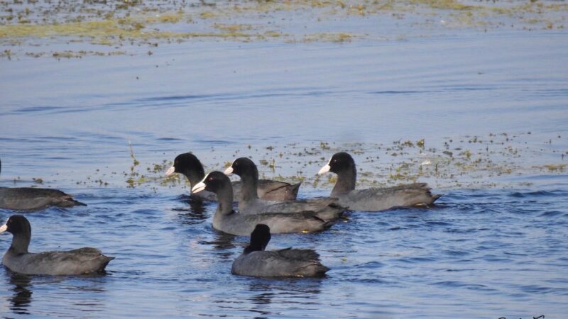समसपुर पक्षी विहार की झील में आए सैकड़ों विदेशी परिंदे, सर्द हवाओं संग गूंज रहा कलरव