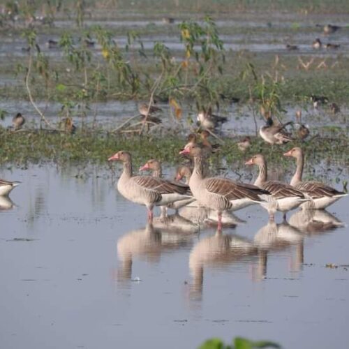 IMG 20251229 WA0160 परिवार के साथ घूमने की प्लानिंग कर रहे हैं तो रायबरेली आइए, विदेशी परिंदों से गुलजार है सलोन का पक्षी विहार