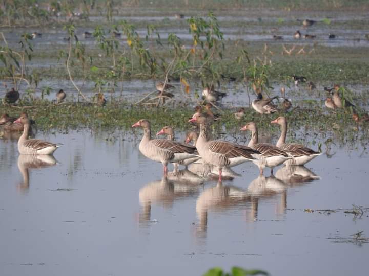 IMG 20251229 WA0160 परिवार के साथ घूमने की प्लानिंग कर रहे हैं तो रायबरेली आइए, विदेशी परिंदों से गुलजार है सलोन का पक्षी विहार