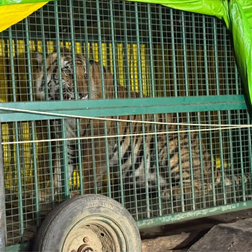 IMG 20260117 WA0394 बसौना माफी गांव के निकट पकड़ा गया बाघ