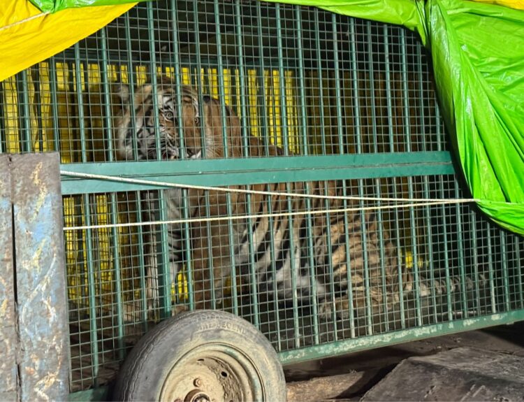 IMG 20260117 WA0394 बसौना माफी गांव के निकट पकड़ा गया बाघ