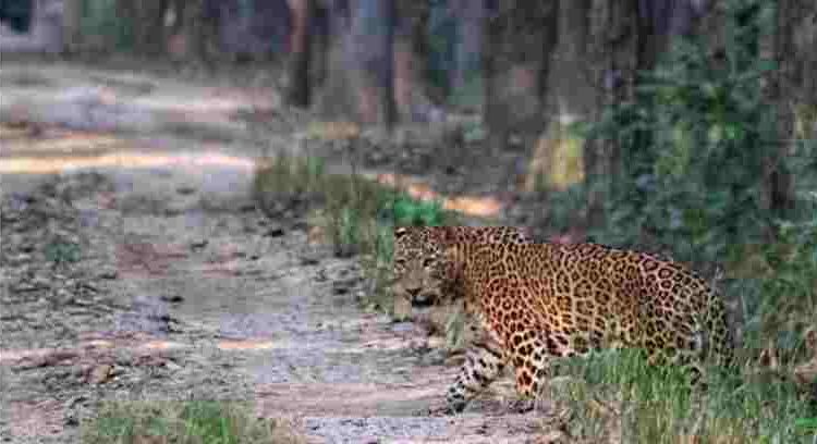 compressed image2026 01 03 17 32 47.014367 जंगल में पर्यटकों को दिखा तेंदुआ, हुए रोमांचित