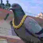 नागौर में कबूतर का अनोखा कारनामा: सोने की चेन पहनकर उड़ा, लोगों में कौतूहल
