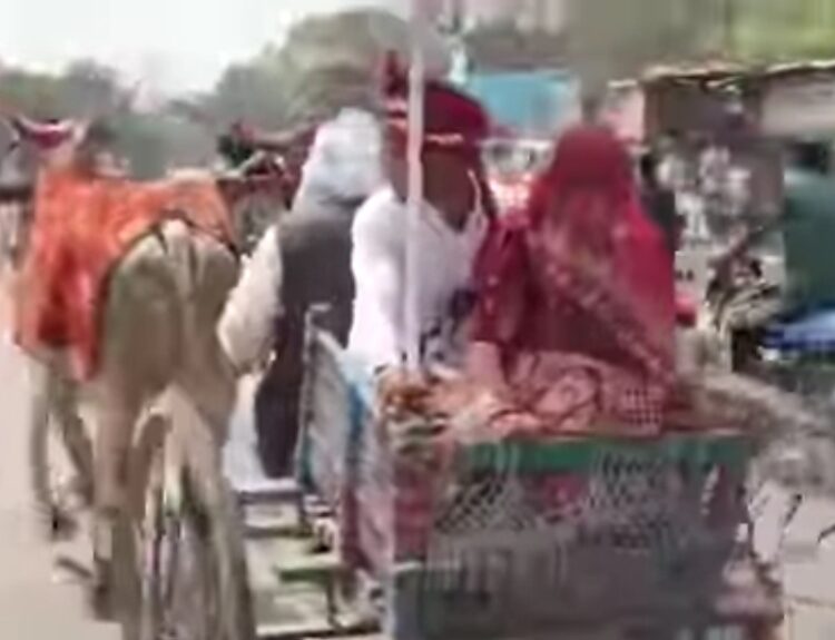 Screenshot 20260309 134340 हमीरपुर में बैलगाड़ी से हुई दुल्हन की विदाई, दूल्हे ने दिया सादगी का संदेश