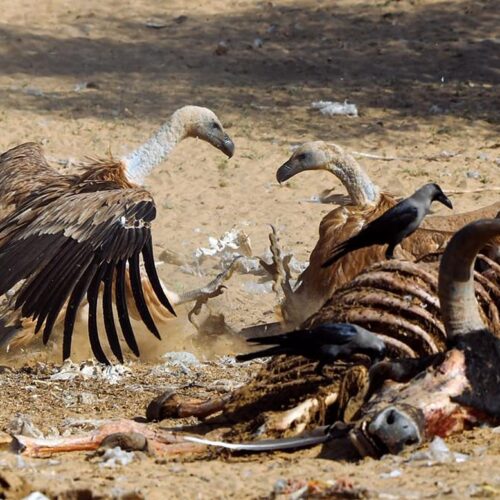0.18320400 1653633182 p19dlpix dsc5433 जहरीला कुत्ता खाने से 28 गिद्धों की दर्दनाक मौत, कई अन्य गंभीर हालत में
