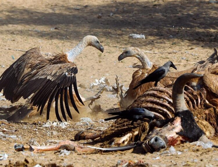 0.18320400 1653633182 p19dlpix dsc5433 जहरीला कुत्ता खाने से 28 गिद्धों की दर्दनाक मौत, कई अन्य गंभीर हालत में